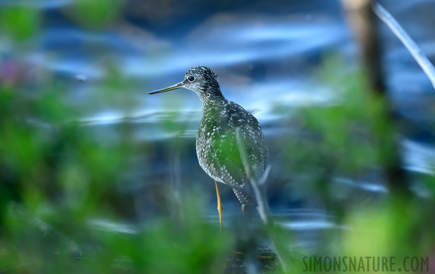 Tringa melanoleuca [280 mm, 1/500 Sek. bei f / 7.1, ISO 1600]